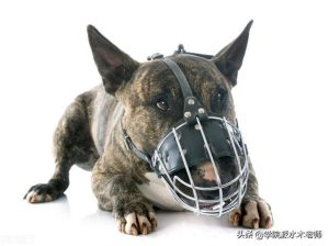 河南安阳狗咬人的事件(河南安阳狗咬人的事件处理结果)-警犬训练器材厂家 _警犬训练用品_工作犬训练用品-南京开久警犬装备