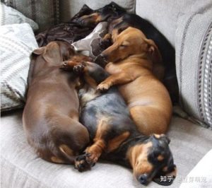 狗生产前的预兆怀孕母狗显得坐立不安-警犬训练器材厂家 _警犬训练用品_工作犬训练用品-南京开久警犬装备