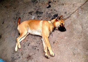 14年老年博美犬临死前(老年博美犬临死前表现?)-警犬训练器材厂家 _警犬训练用品_工作犬训练用品-南京开久警犬装备