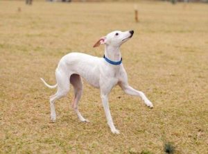 惠比特犬的犬种标准(惠比特犬和格惠犬怎么分辨)-警犬训练器材厂家 _警犬训练用品_工作犬训练用品-南京开久警犬装备
