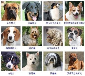 短毛中型犬品种大全(短毛中型犬品种大全及 *** )-警犬训练器材厂家 _警犬训练用品_工作犬训练用品-南京开久警犬装备