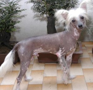 小型印加无毛犬萌宠-警犬训练器材厂家 _警犬训练用品_工作犬训练用品-南京开久警犬装备