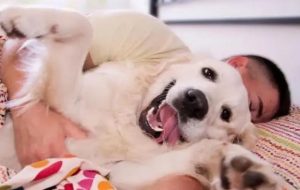 昨晚太想了睡不着就和我家狗(昨晚太想了睡不着就和我家狗 *** )-警犬训练器材厂家 _警犬训练用品_工作犬训练用品-南京开久警犬装备