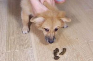 狗吃自己的屎怎么办(狗一直吃自己的屎怎么办)-警犬训练器材厂家 _警犬训练用品_工作犬训练用品-南京开久警犬装备