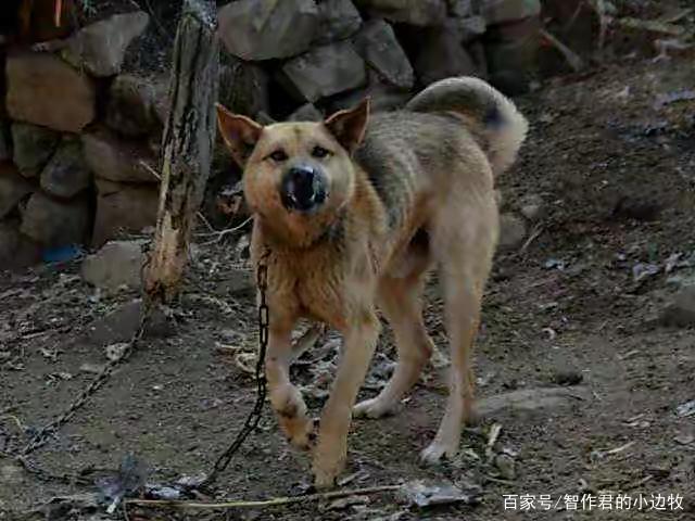 土狗看家是母的还是公的好 - 警犬训练器材厂家 _警犬训练用品_工作犬训练用品-南京开久警犬装备-警犬训练器材厂家 _警犬训练用品_工作犬训练用品-南京开久警犬装备