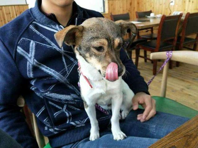 萨摩耶幼犬一般多少钱一只_萨摩耶幼犬多少钱一只英短价格一般多少钱一只 - 警犬训练器材厂家 _警犬训练用品_工作犬训练用品-南京开久警犬装备-警犬训练器材厂家 _警犬训练用品_工作犬训练用品-南京开久警犬装备