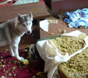 阿拉斯加雪橇犬哈士奇  阿拉斯加雪橇犬哈士奇哪个好-警犬训练器材厂家 _警犬训练用品_工作犬训练用品-南京开久警犬装备