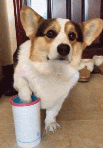 巨型贵宾犬多少钱一只(杜宾犬一只多少钱)-警犬训练器材厂家 _警犬训练用品_工作犬训练用品-南京开久警犬装备