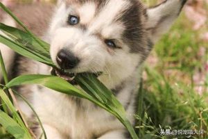 *** 的感觉(人哭了狗狗感觉得到吗)-警犬训练器材厂家 _警犬训练用品_工作犬训练用品-南京开久警犬装备