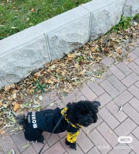 养泰迪狗能一起睡觉抱它吗？-警犬训练器材厂家 _警犬训练用品_工作犬训练用品-南京开久警犬装备