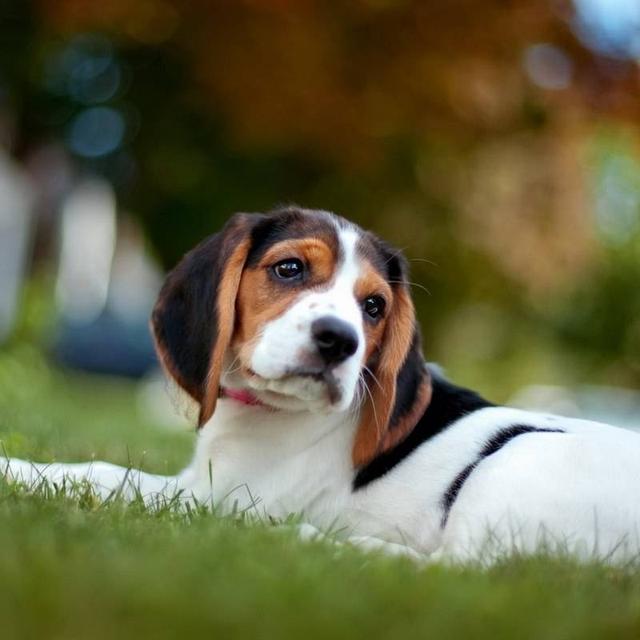 小比格犬吃什么(小比格犬吃什么牌子狗粮) - 警犬训练器材厂家 _警犬训练用品_工作犬训练用品-南京开久警犬装备-警犬训练器材厂家 _警犬训练用品_工作犬训练用品-南京开久警犬装备