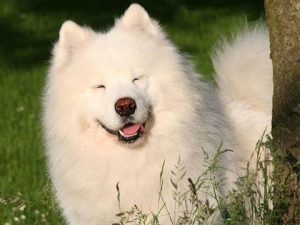 萨摩耶犬(萨摩耶犬能长多大)-警犬训练器材厂家 _警犬训练用品_工作犬训练用品-南京开久警犬装备