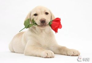 拉布拉多犬起源与发展(拉布拉多犬起源与历史)-警犬训练器材厂家 _警犬训练用品_工作犬训练用品-南京开久警犬装备