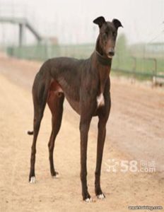 中国最纯的细狗，中国细狗价格-警犬训练器材厂家 _警犬训练用品_工作犬训练用品-南京开久警犬装备