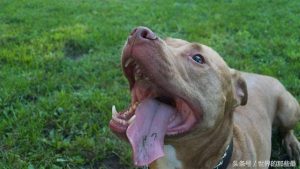 藏獒世界厉害狗(藏獒是最厉害的狗吗)-警犬训练器材厂家 _警犬训练用品_工作犬训练用品-南京开久警犬装备