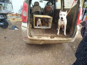 杜高犬的价格一般是多少(杜高犬幼犬价格多少)-警犬训练器材厂家 _警犬训练用品_工作犬训练用品-南京开久警犬装备