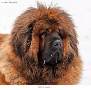藏犬与藏獒_藏犬与藏獒是狗吗-警犬训练器材厂家 _警犬训练用品_工作犬训练用品-南京开久警犬装备