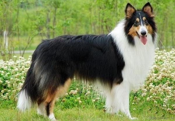 长毛黑狗是什么品种的狗(长不大的黑狗狗是什么品种) - 警犬训练器材厂家 _警犬训练用品_工作犬训练用品-南京开久警犬装备-警犬训练器材厂家 _警犬训练用品_工作犬训练用品-南京开久警犬装备