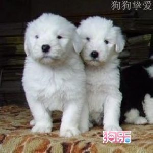 古牧犬一般多少钱(古牧犬多少钱一只?最新古牧价格火热出炉!|狗狗品种)-警犬训练器材厂家 _警犬训练用品_工作犬训练用品-南京开久警犬装备