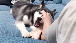 小狗为什么会嚎叫萌宠(小狗突然嚎叫是为什么)-警犬训练器材厂家 _警犬训练用品_工作犬训练用品-南京开久警犬装备