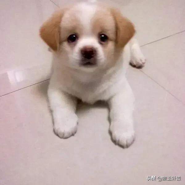 哪个软件能免费领狗狗(哪个软件可以免费领手机) - 警犬训练器材厂家 _警犬训练用品_工作犬训练用品-南京开久警犬装备-警犬训练器材厂家 _警犬训练用品_工作犬训练用品-南京开久警犬装备