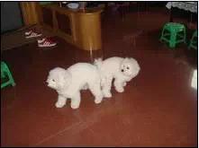 狗狗怀孕了可是桃子还是很大:狗狗怀孕54天-警犬训练器材厂家 _警犬训练用品_工作犬训练用品-南京开久警犬装备