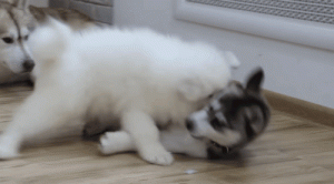 古牧当土狗养(古牧和土狗生的小狗)-警犬训练器材厂家 _警犬训练用品_工作犬训练用品-南京开久警犬装备