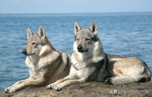 捷克狼犬在哪些城市禁养(国内禁养捷克狼犬的城市)-警犬训练器材厂家 _警犬训练用品_工作犬训练用品-南京开久警犬装备
