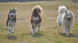 雪橇三傻是哪三种狗(雪橇三傻是哪三种狗智商排名)-警犬训练器材厂家 _警犬训练用品_工作犬训练用品-南京开久警犬装备