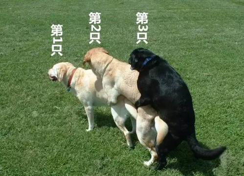狗性行为 - 警犬训练器材厂家 _警犬训练用品_工作犬训练用品-南京开久警犬装备-警犬训练器材厂家 _警犬训练用品_工作犬训练用品-南京开久警犬装备