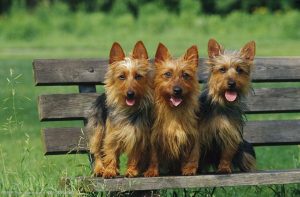 狗属于牲畜吗(狗属于牲畜吗?)-警犬训练器材厂家 _警犬训练用品_工作犬训练用品-南京开久警犬装备