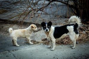 流浪狗狗真实故事_狗狗救人的真实故事 ***-警犬训练器材厂家 _警犬训练用品_工作犬训练用品-南京开久警犬装备
