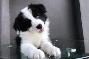 边境牧羊犬训练，训练边牧的 *** 教程-警犬训练器材厂家 _警犬训练用品_工作犬训练用品-南京开久警犬装备