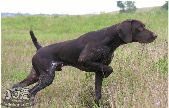 狗瘟后遗症(狗瘟的症状是什么样的) - 警犬训练器材厂家 _警犬训练用品_工作犬训练用品-南京开久警犬装备-警犬训练器材厂家 _警犬训练用品_工作犬训练用品-南京开久警犬装备