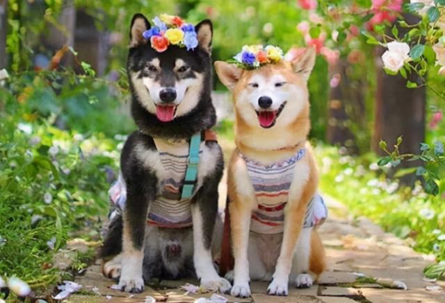 狗狗东西太大弄到我拔不出来 - 警犬训练器材厂家 _警犬训练用品_工作犬训练用品-南京开久警犬装备-警犬训练器材厂家 _警犬训练用品_工作犬训练用品-南京开久警犬装备