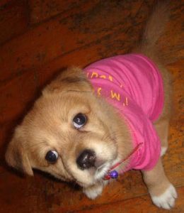 我这有小狗(我这有小狗解剖秒拍)-警犬训练器材厂家 _警犬训练用品_工作犬训练用品-南京开久警犬装备