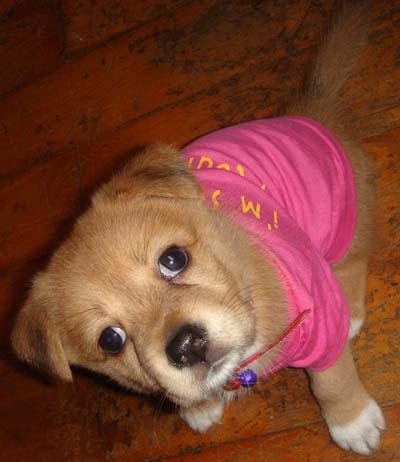 我这有小狗(我这有小狗解剖秒拍) - 警犬训练器材厂家 _警犬训练用品_工作犬训练用品-南京开久警犬装备-警犬训练器材厂家 _警犬训练用品_工作犬训练用品-南京开久警犬装备