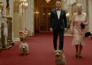 英国女王的狗  英国女王的动画片-警犬训练器材厂家 _警犬训练用品_工作犬训练用品-南京开久警犬装备