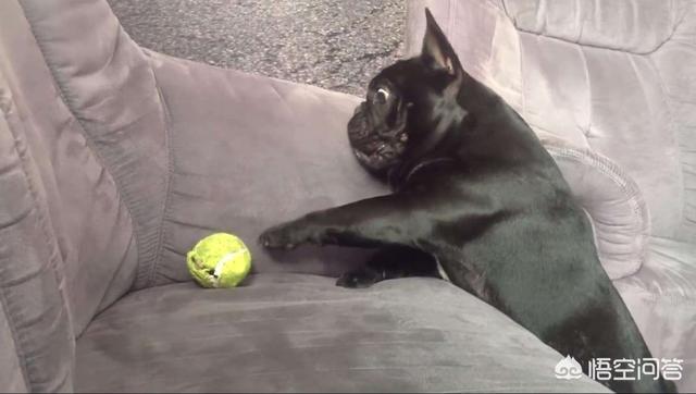 狗名大全(狗名大全) - 警犬训练器材厂家 _警犬训练用品_工作犬训练用品-南京开久警犬装备-警犬训练器材厂家 _警犬训练用品_工作犬训练用品-南京开久警犬装备