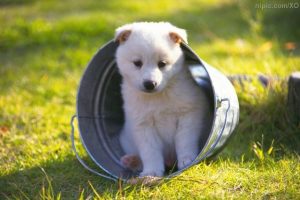 狗狗蜂窝组织炎早期反应(狗狗蜂窝组织炎怎么治)-警犬训练器材厂家 _警犬训练用品_工作犬训练用品-南京开久警犬装备