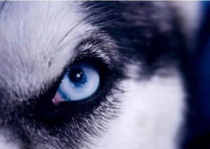 一只眼睛黑的狗(狗一只眼睛变白色了)-警犬训练器材厂家 _警犬训练用品_工作犬训练用品-南京开久警犬装备