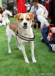 农业部烈性犬名单_深圳禁养烈性犬名单-警犬训练器材厂家 _警犬训练用品_工作犬训练用品-南京开久警犬装备