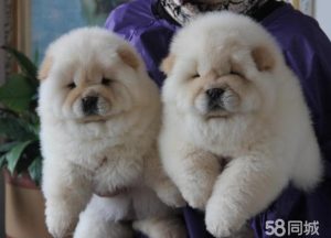 松狮幼犬怎么看纯不纯(纯种松狮幼犬怎么看)-警犬训练器材厂家 _警犬训练用品_工作犬训练用品-南京开久警犬装备