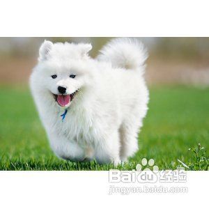 萨摩犬吃什么(萨摩犬吃什么水果)-警犬训练器材厂家 _警犬训练用品_工作犬训练用品-南京开久警犬装备