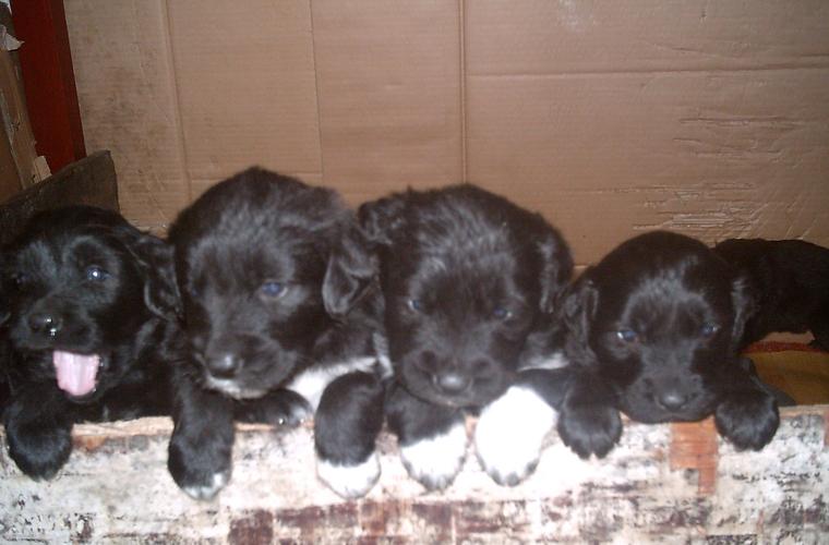 猎犬有哪些品种(猎犬品种大全 *** 大全) - 警犬训练器材厂家 _警犬训练用品_工作犬训练用品-南京开久警犬装备-警犬训练器材厂家 _警犬训练用品_工作犬训练用品-南京开久警犬装备