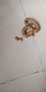 狗狗拉稀带血怎么办(狗拉稀拉血了是什么原因呢)-警犬训练器材厂家 _警犬训练用品_工作犬训练用品-南京开久警犬装备