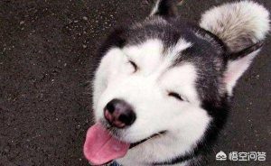 哈士奇是什么犬种？哈士奇属于什么犬种-警犬训练器材厂家 _警犬训练用品_工作犬训练用品-南京开久警犬装备