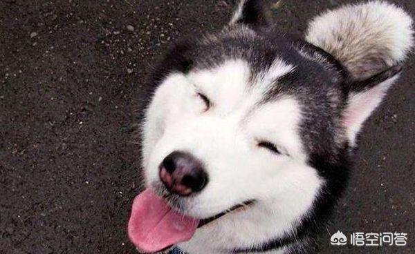 哈士奇是什么犬种？哈士奇属于什么犬种 - 警犬训练器材厂家 _警犬训练用品_工作犬训练用品-南京开久警犬装备-警犬训练器材厂家 _警犬训练用品_工作犬训练用品-南京开久警犬装备