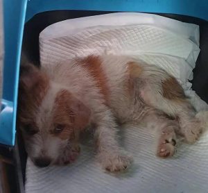 hank是什么品种的狗(彩英的hank是什么品种的狗)-警犬训练器材厂家 _警犬训练用品_工作犬训练用品-南京开久警犬装备