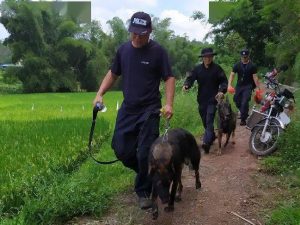一级功勋犬牺牲(国家一级功勋犬有哪些)-警犬训练器材厂家 _警犬训练用品_工作犬训练用品-南京开久警犬装备